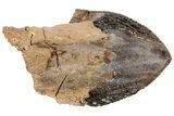 Triceratops Tooth From South Dakota - Unworn Crown #73871-3